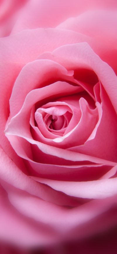 Fond d'écran iPhone Pink Rose HD