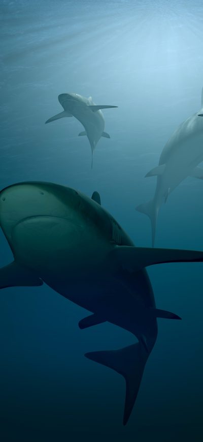 Fond d'écran iPhone Sharks 4k