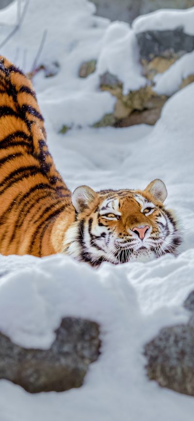 Fond d'écran iPhone Tiger Snow