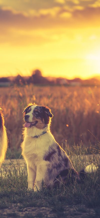 Fond d'écran iPhone Australian Shepherds HD