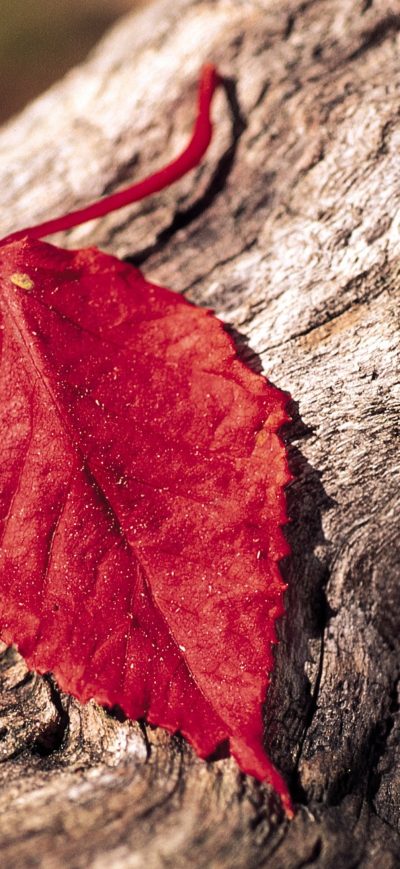 Fond d'écran iPhone Red Leaf