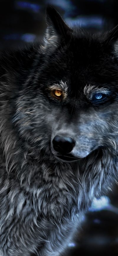 Fond d'écran iPhone Wolf Heterochromia Fantasy
