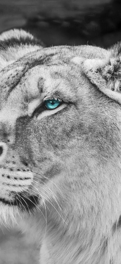 Fond d'écran iPhone Lion Blue Eyes Monochrome 5k
