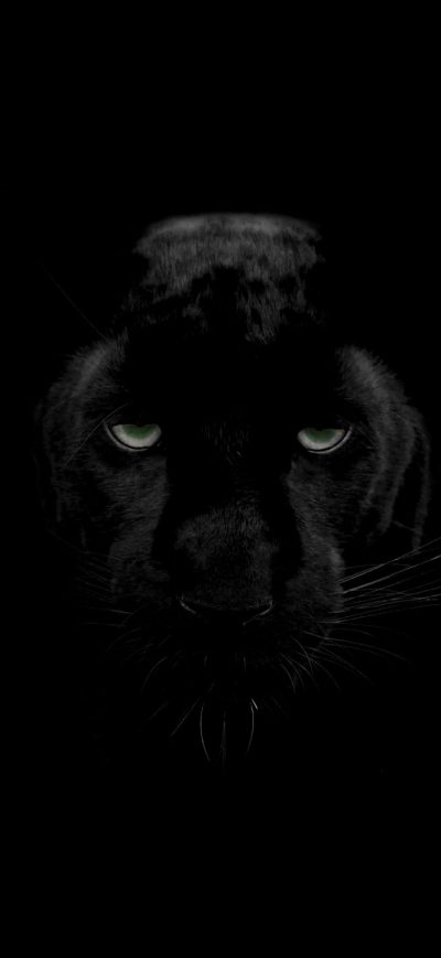 Fond d'écran iPhone Green Eyes Black Panther
