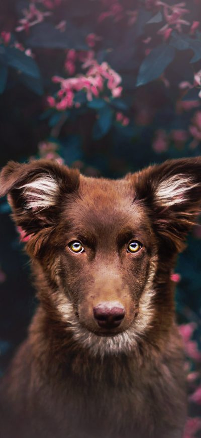 Fond d'écran iPhone Dog Attractive Eyes