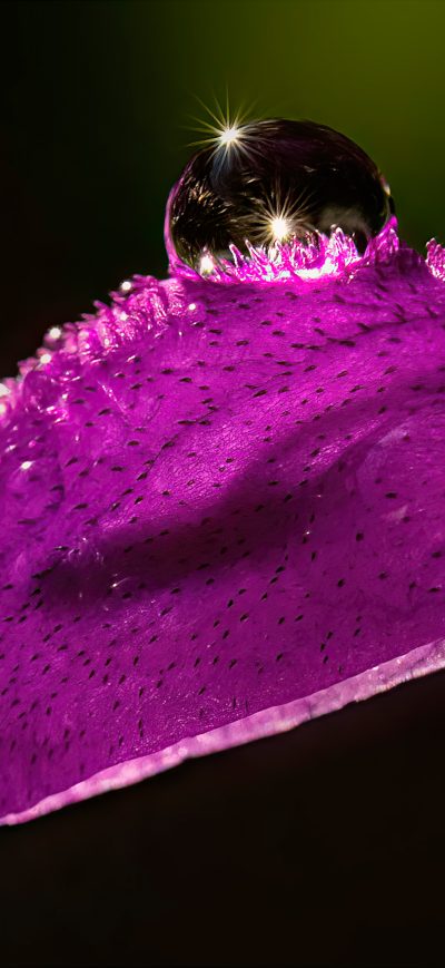 Fond d'écran iPhone Salvia With Droplets 5k