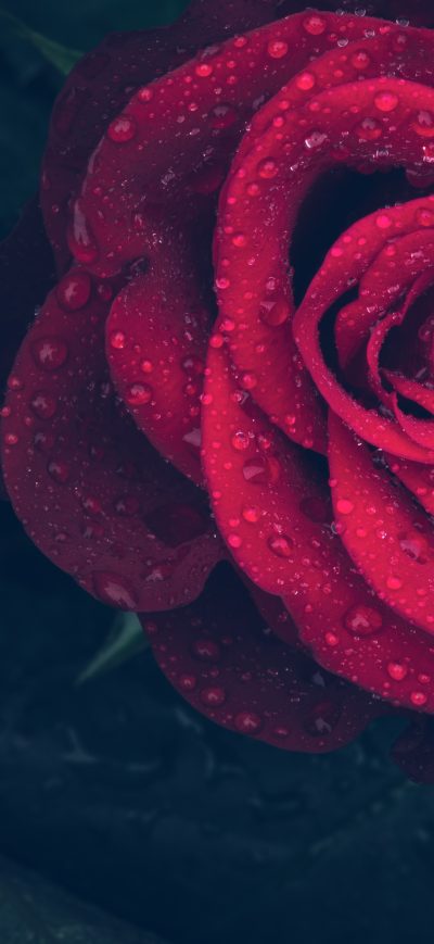 Fond d'écran iPhone Dew Drops On Rose Petal 5k