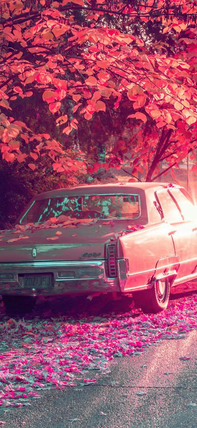 Fond d'écran iPhone Vintage Car Parked Under Tree Covered By Flowers