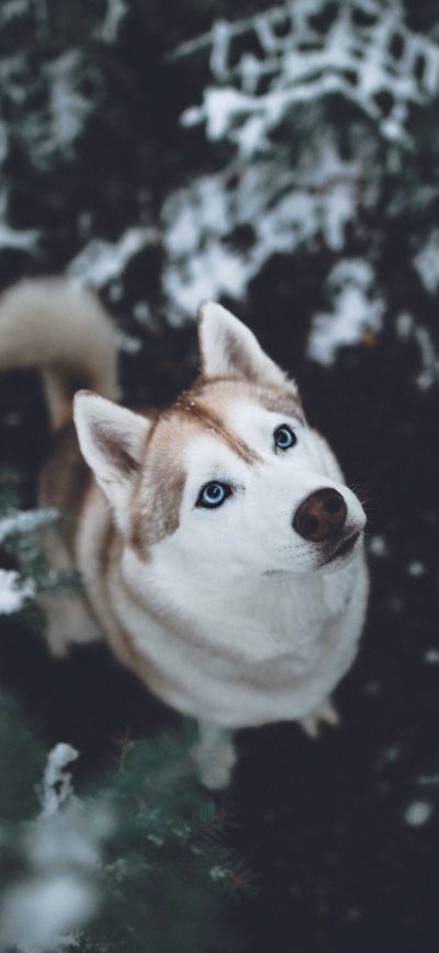 Fond d'écran iPhone Siberian Husky HD