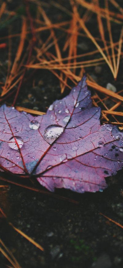 Fond d'écran iPhone Water Drops On Leaves 4k