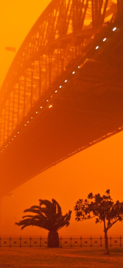 Fond d'écran iPhone Palm Trees Dust Storm 4k