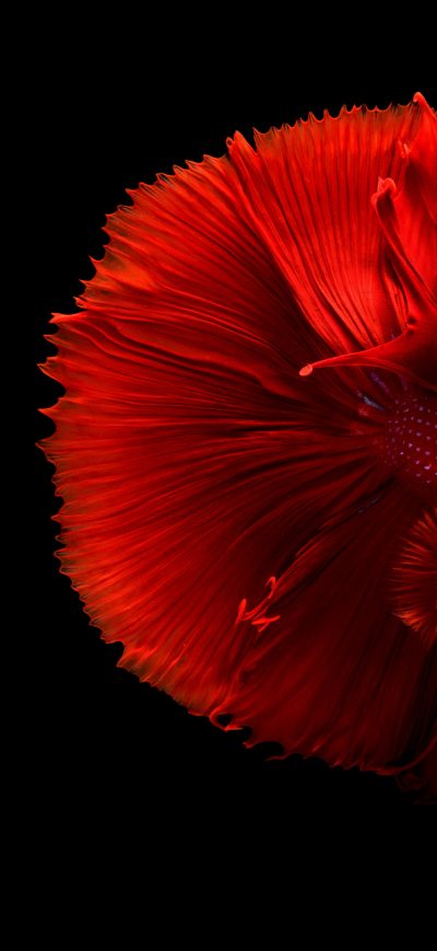 Fond d'écran Siamese Fighting Fish 4k sur iPhone