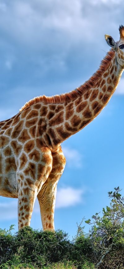 Fond d'écran iPhone Giraffe