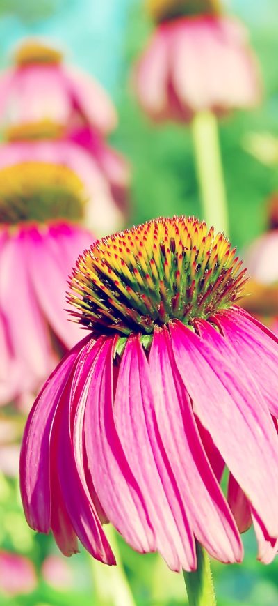Fond d'écran iPhone Coneflower Purple