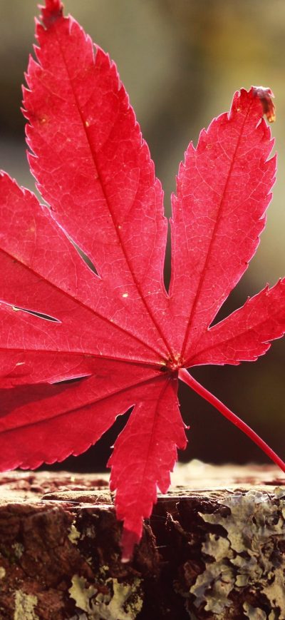 Fond d'écran iPhone Leaf Red