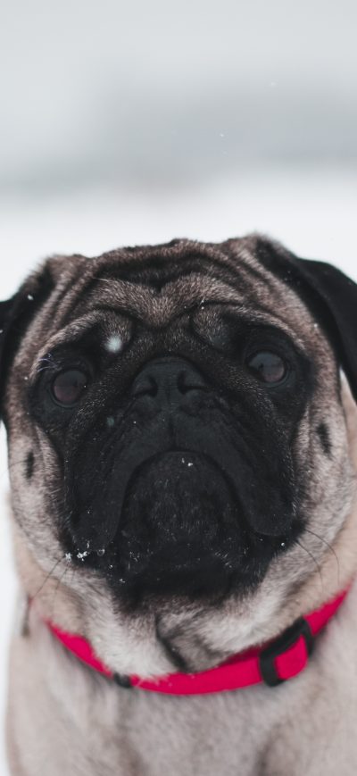 Fond d'écran iPhone Pug In Snow 5k