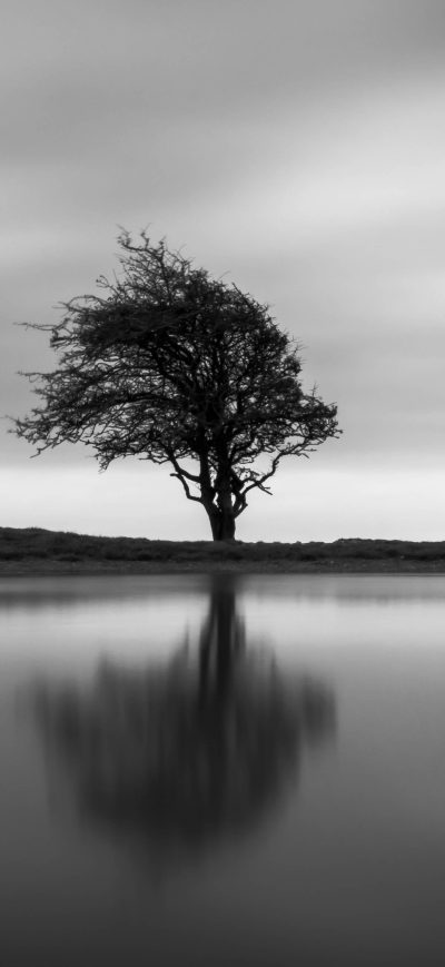 Fond d'écran iPhone Solo Tree