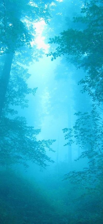 Fond d'écran iPhone Fog In Forest