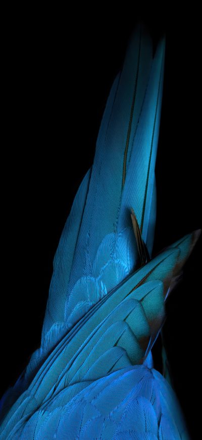 Fond d'écran iPhone Birds Tail Oled 4k