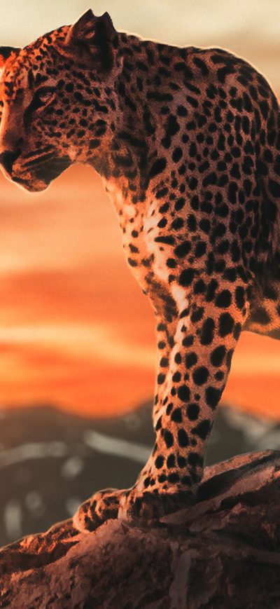 Fond d'écran iPhone Cheetah Morning Time 4k