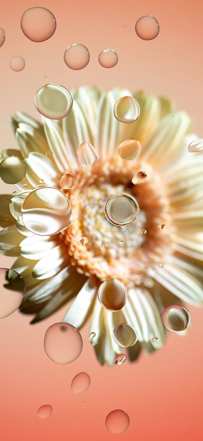 Fond d'écran iPhone Chromebook Flower 4k