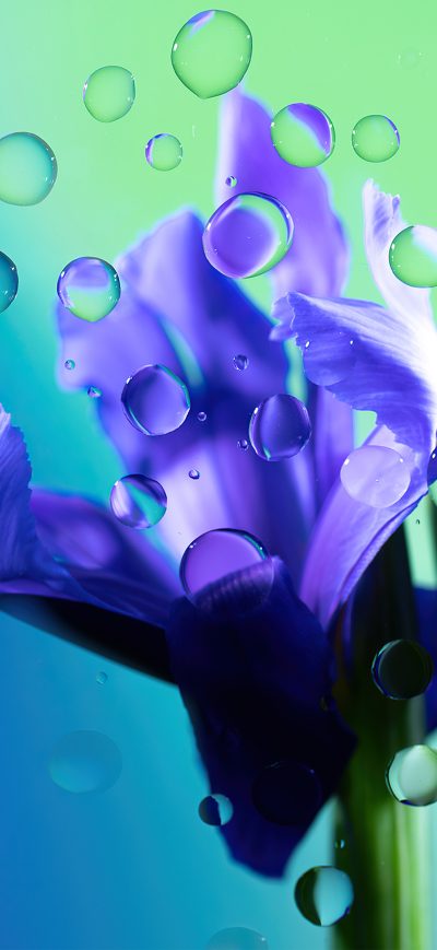 Fond d'écran iPhone Chromebook Flower Droplets 4k