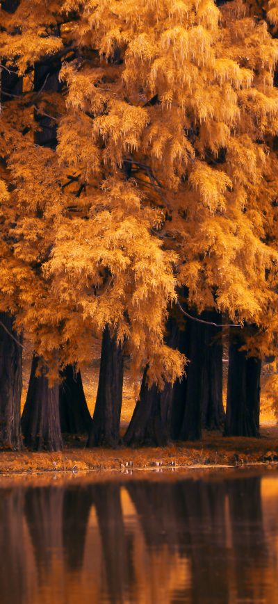 Fond d'écran iPhone Autumn Fall Nature 4k