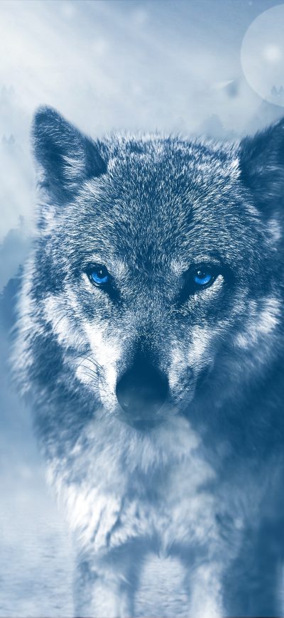 Fond d'écran iPhone Blue Eyed Wolf