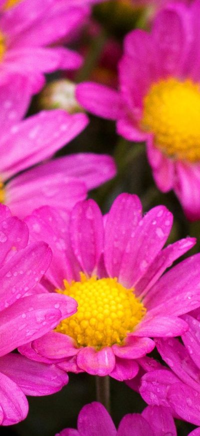 Fond d'écran iPhone Water Drops On Pink Daisies