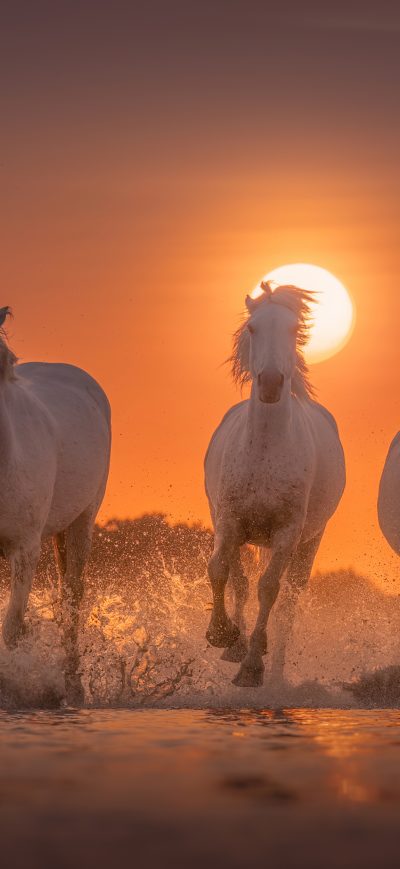 Fond d'écran iPhone Horses White Angels Of Camargue