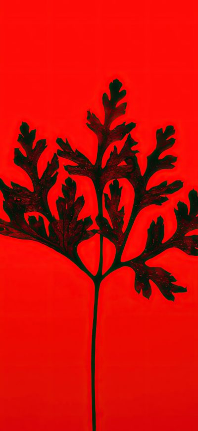 Fond d'écran iPhone Black Leaf Red Background 5k