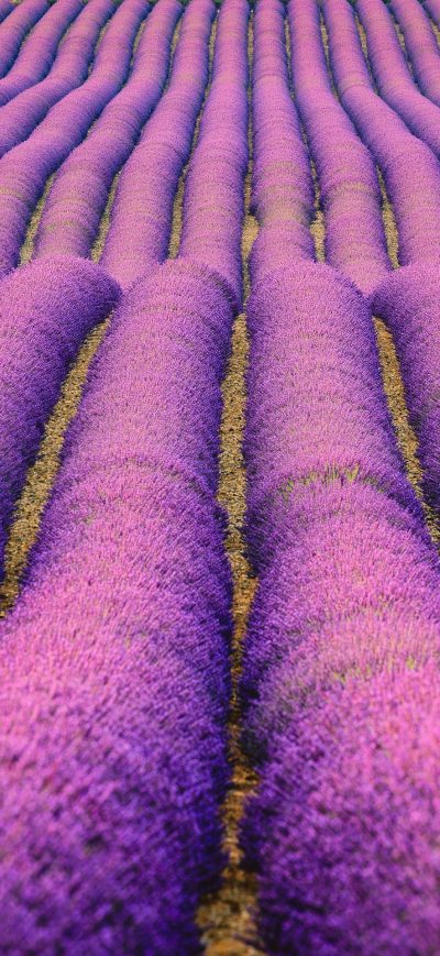 Fond d'écran iPhone Lavenders Field