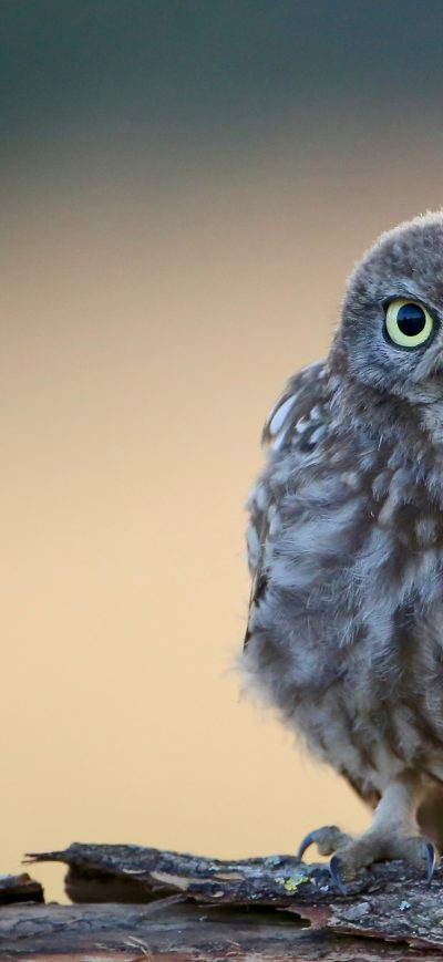 Fond d'écran iPhone Little Cute Owl 4k