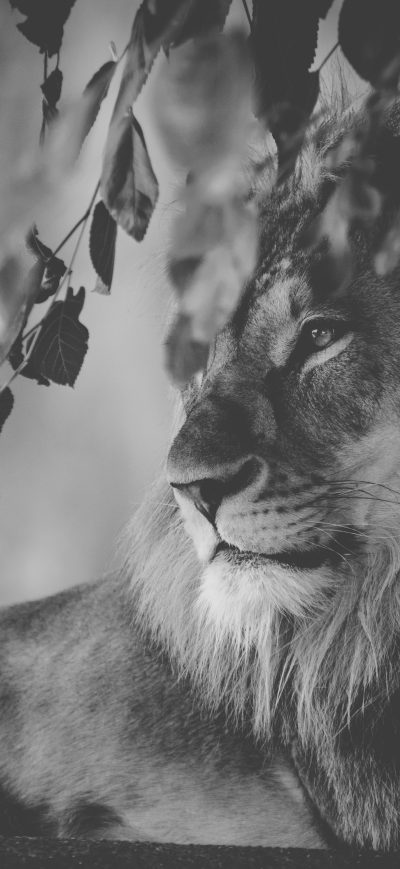 Fond d'écran iPhone Lion Monochrome 5k