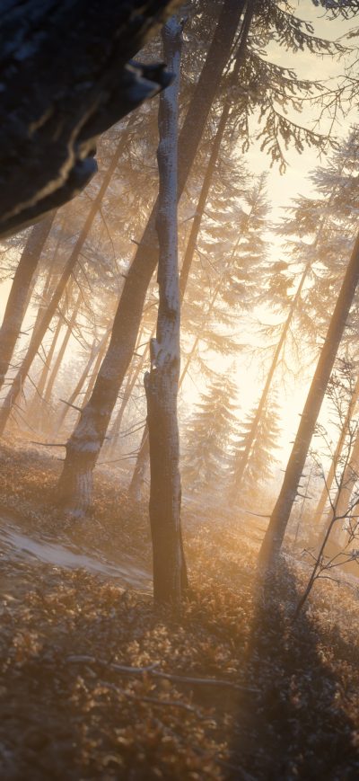 Fond d'écran iPhone Last Rays Of Sun Evening In Forest 4k