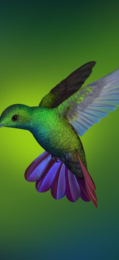 Fond d'écran iPhone Hummingbird Hd