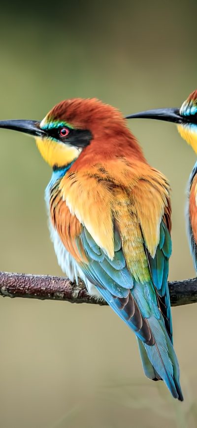 Fond d'écran iPhone European Bee Eater