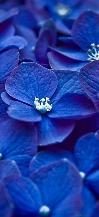 Fond d'écran iPhone Hydrangea Blue Flower