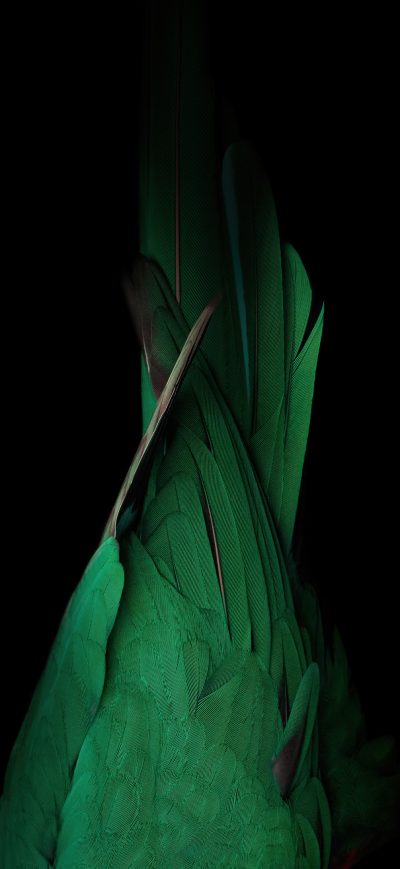 Fond d'écran iPhone Birds Tail Dark 4k