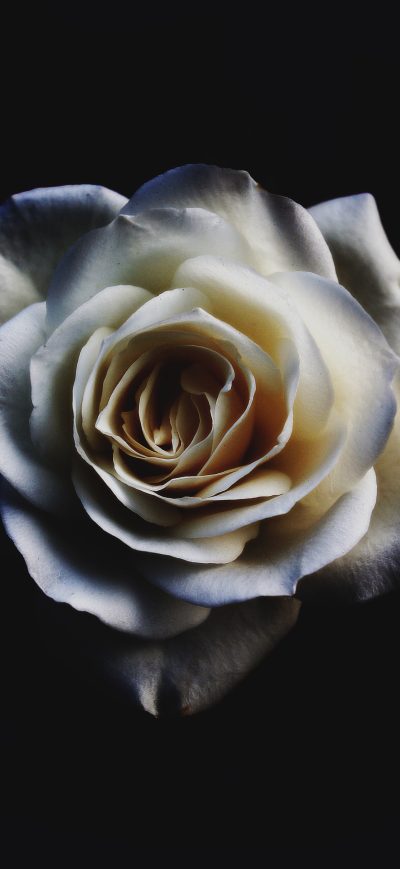 Fond d'écran White Rose sur iPhone