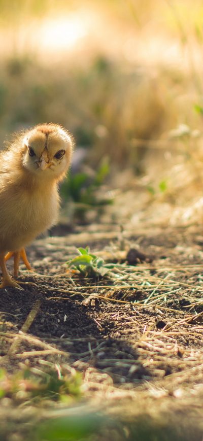 Fond d'écran iPhone Cute Chicks