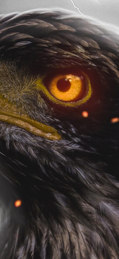Fond d'écran iPhone Eagle Orange Eye 4k