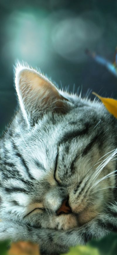 Fond d'écran Cat Nap Daydream sur iPhone