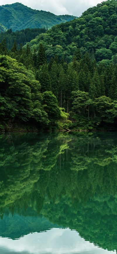 Fond d'écran iPhone Beautiful Greenery 8k