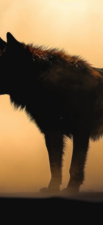 Fond d'écran iPhone Wolf Dark Night 5k