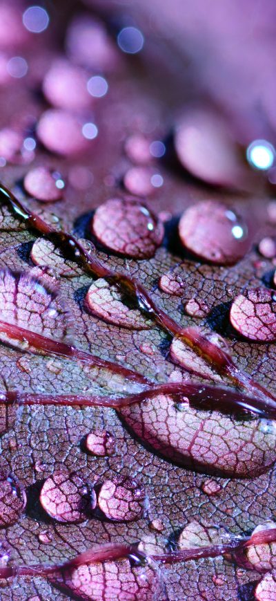 Fond d'écran iPhone Water Drops On Leaves