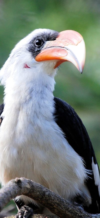 Fond d'écran iPhone Great Hornbill Bird Beak
