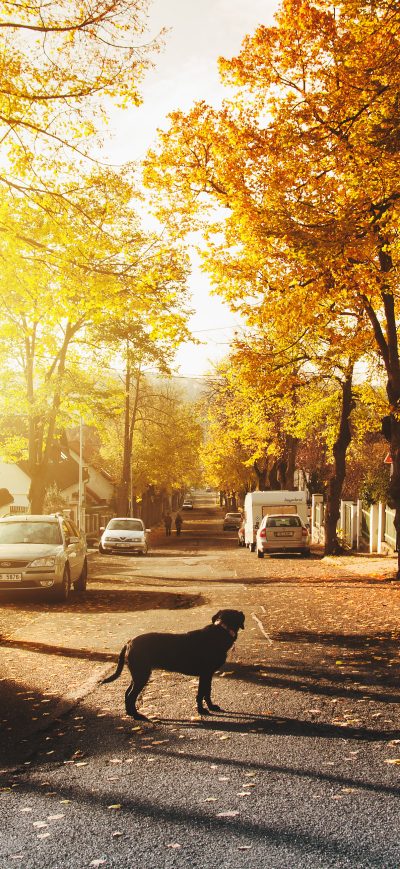 Fond d'écran iPhone Dog On Concrete Road Homes Trees Sunlights 4k