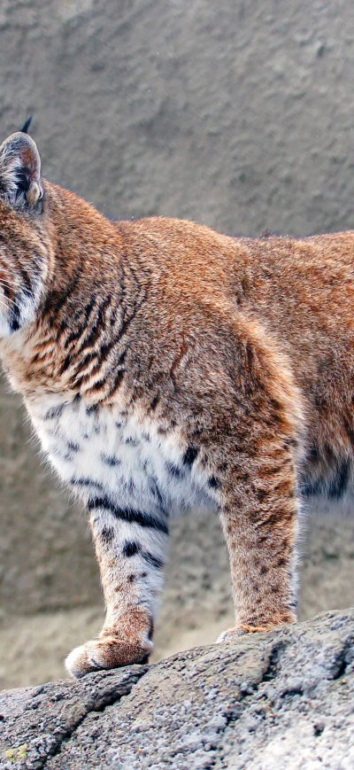 Fond d'écran iPhone Lynx Big Cat