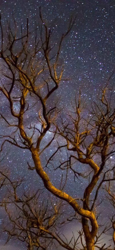Fond d'écran iPhone Milky Way Galaxy Tree Dark 4k